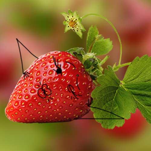 Le fruit du mois chez Biocoop : la fraise !